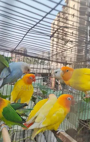 Running Adult Love Bird