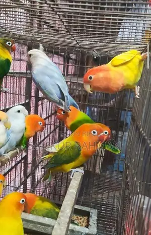 Running Adult Love Bird