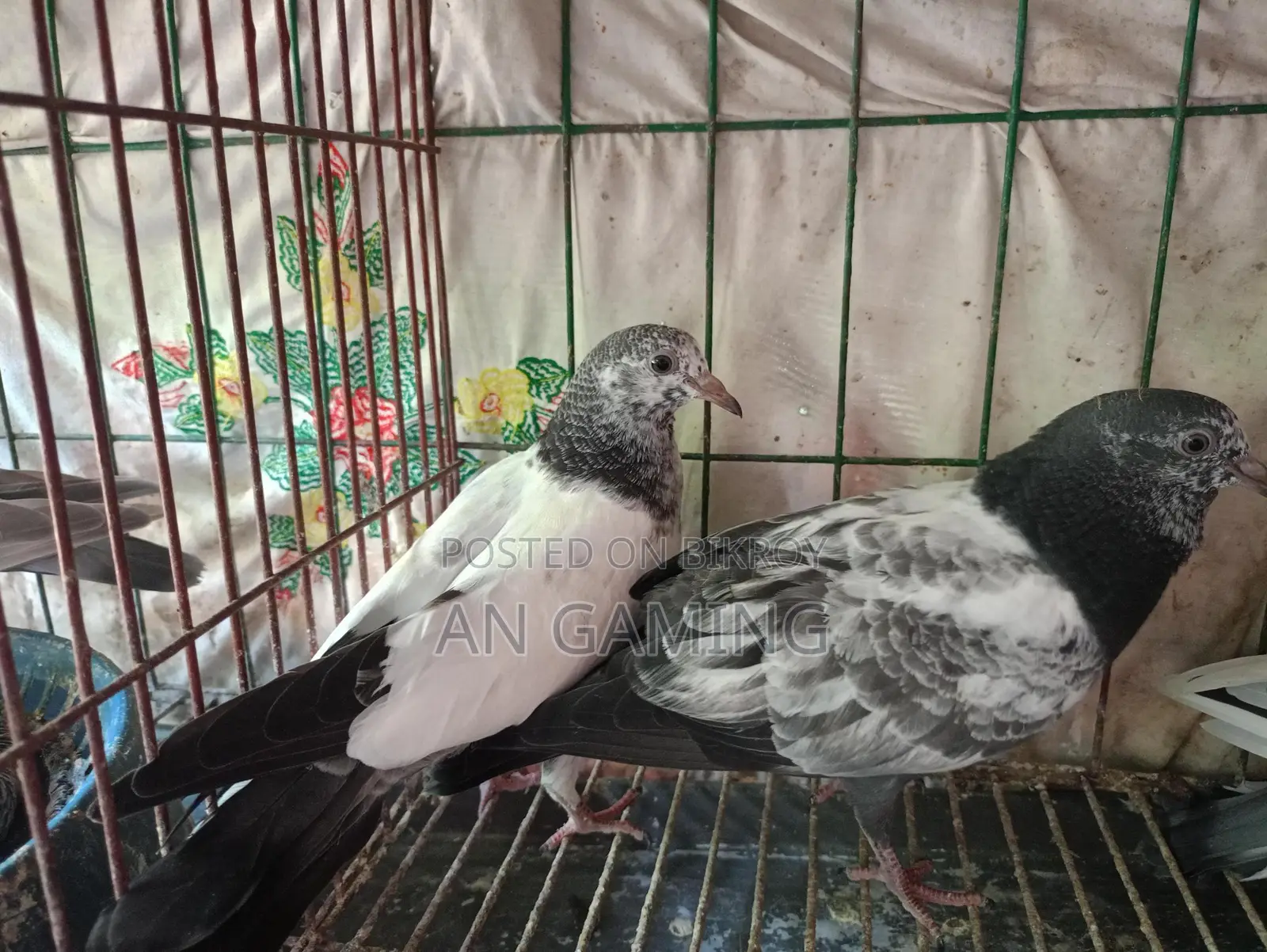 Teddy Pigeon Chicks for Sale