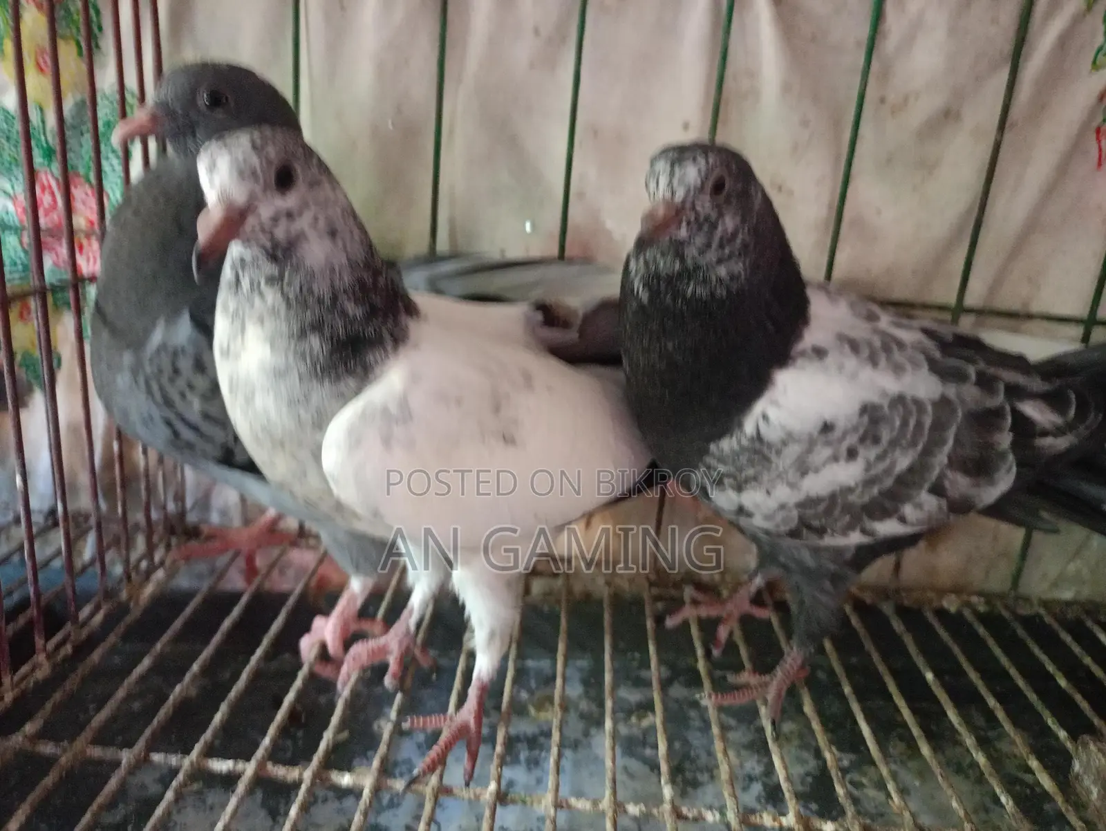 Teddy Pigeon Chicks for Sale
