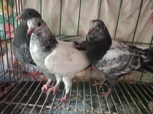Teddy Pigeon Chicks for Sale
