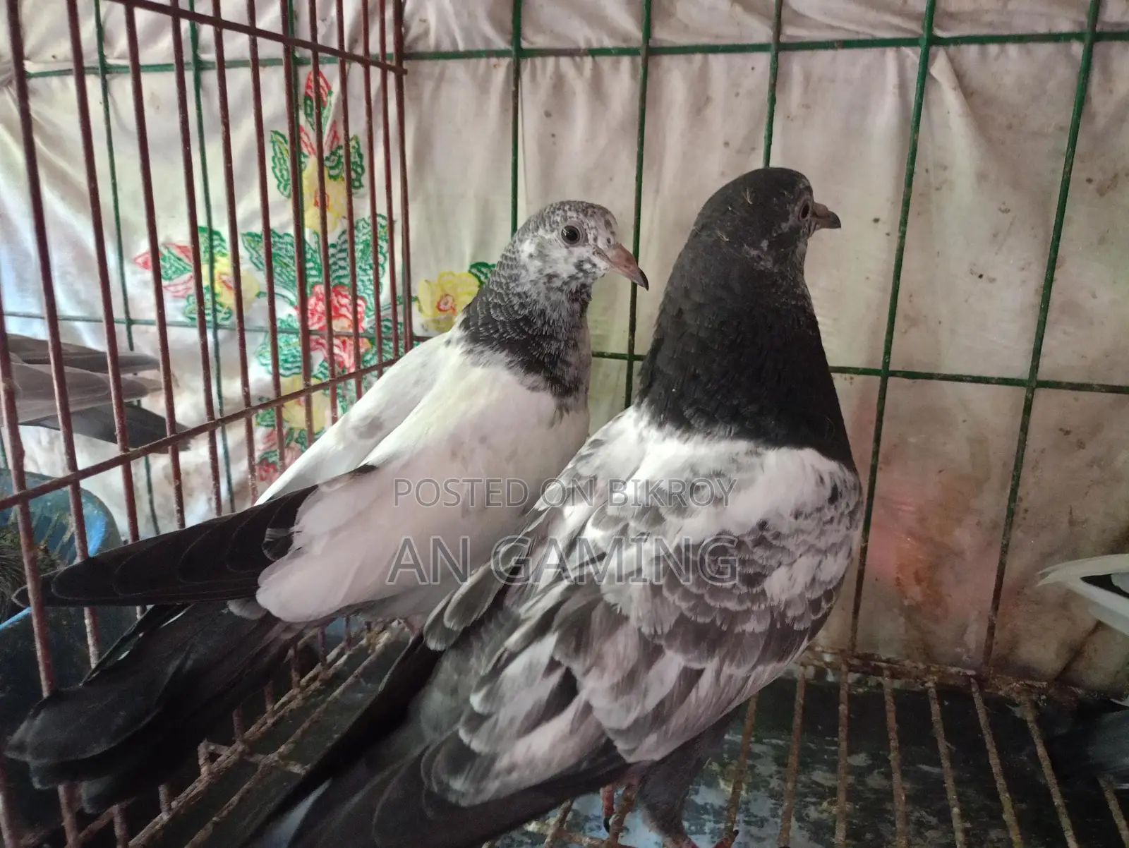 Teddy Pigeon Chicks for Sale