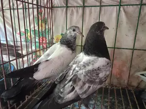 Teddy Pigeon Chicks for Sale