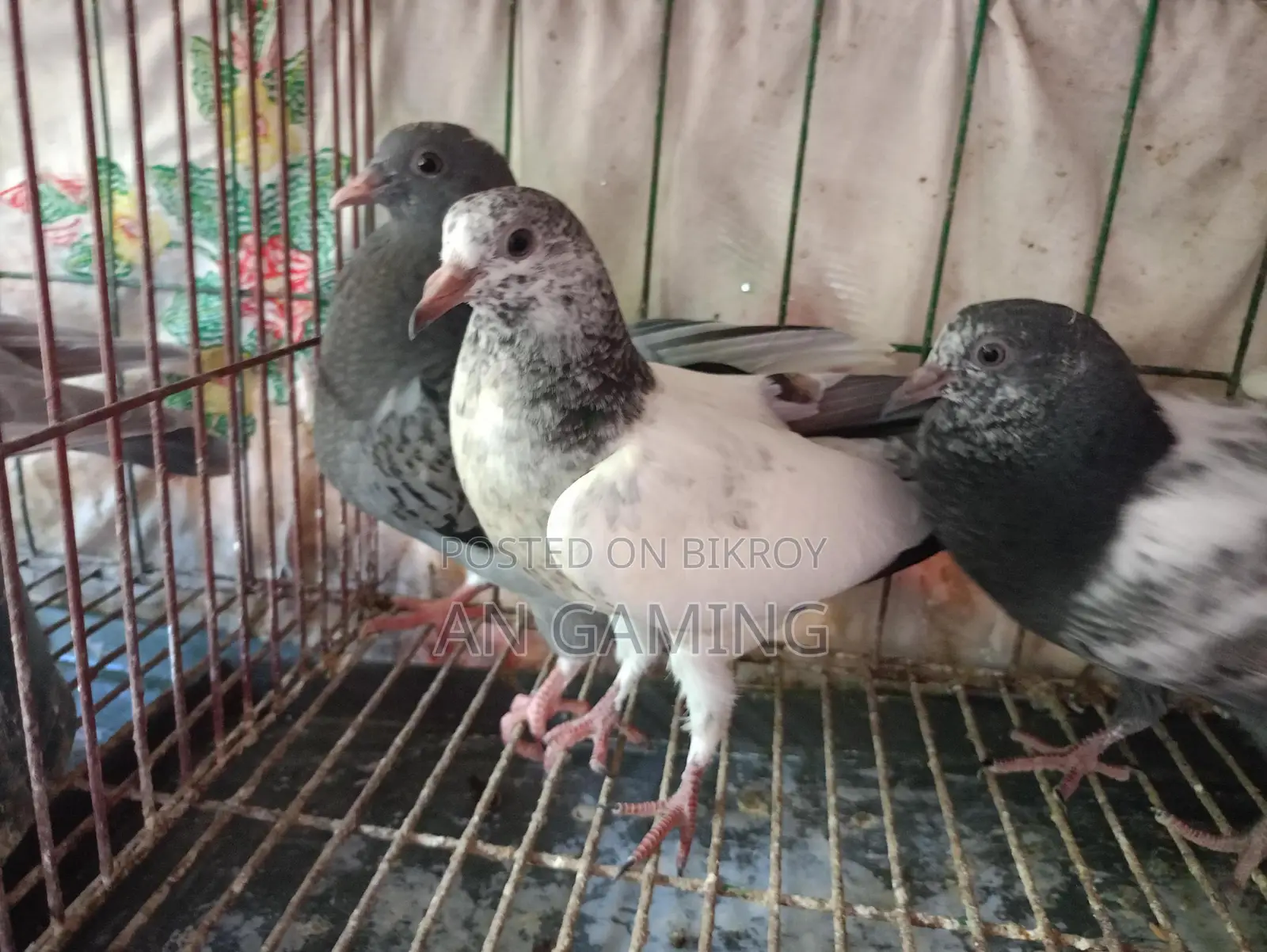 Teddy Pigeon Chicks for Sale