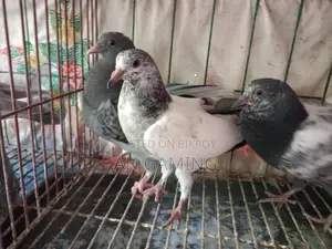 Teddy Pigeon Chicks for Sale