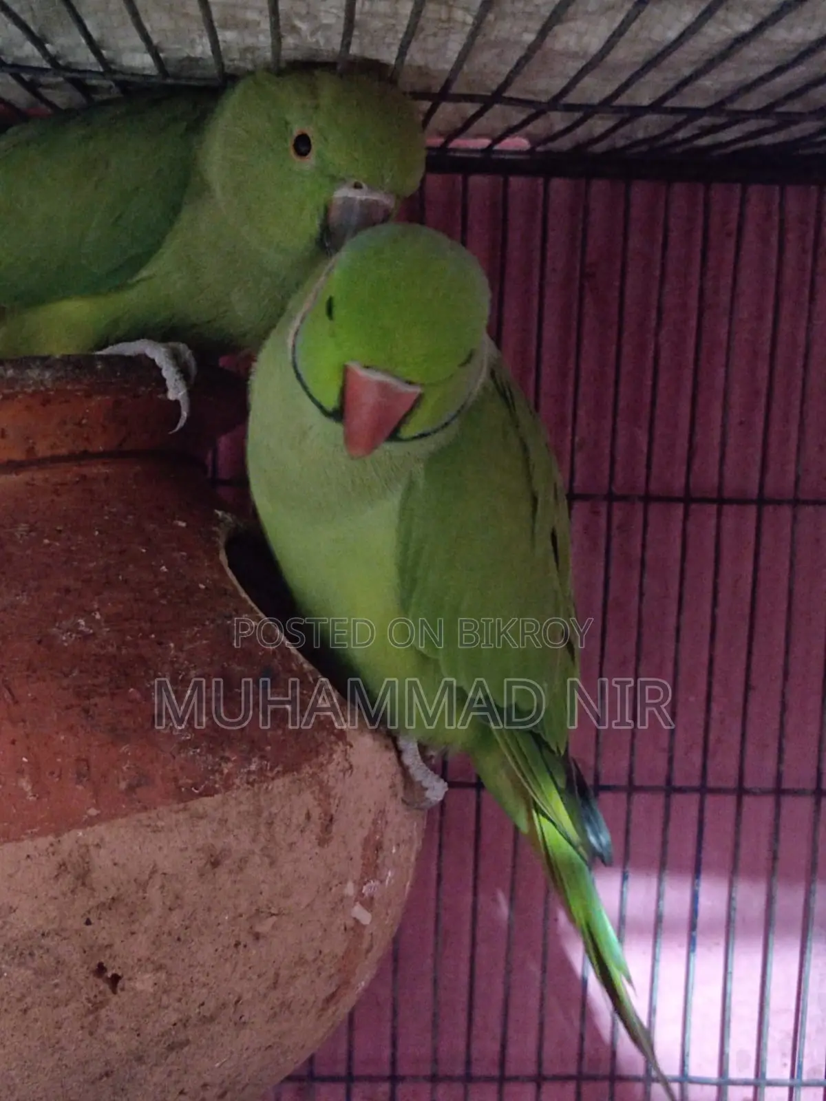 Indian Ringneck Parrot