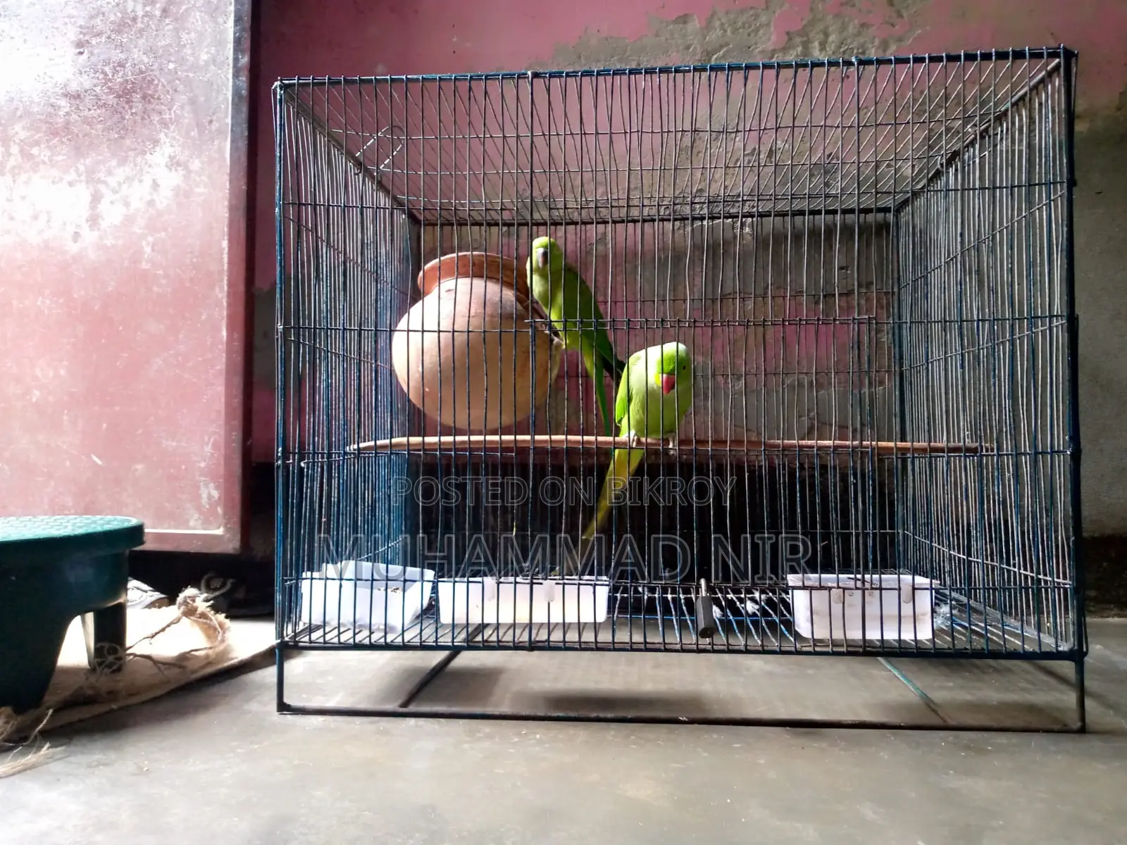 Indian Ringneck Parrot