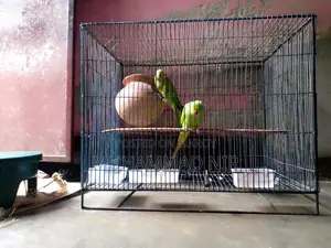 Indian Ringneck Parrot