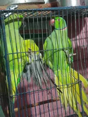 Indian Ringneck Parrot