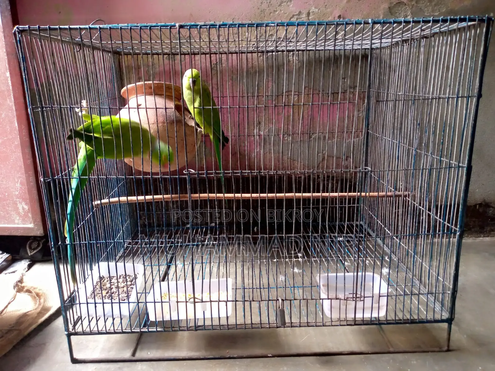 Indian Ringneck Parrot