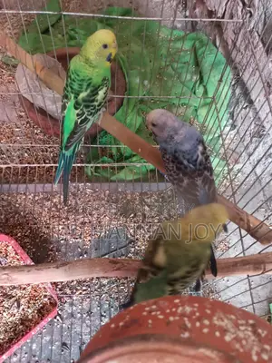 Bird Sale