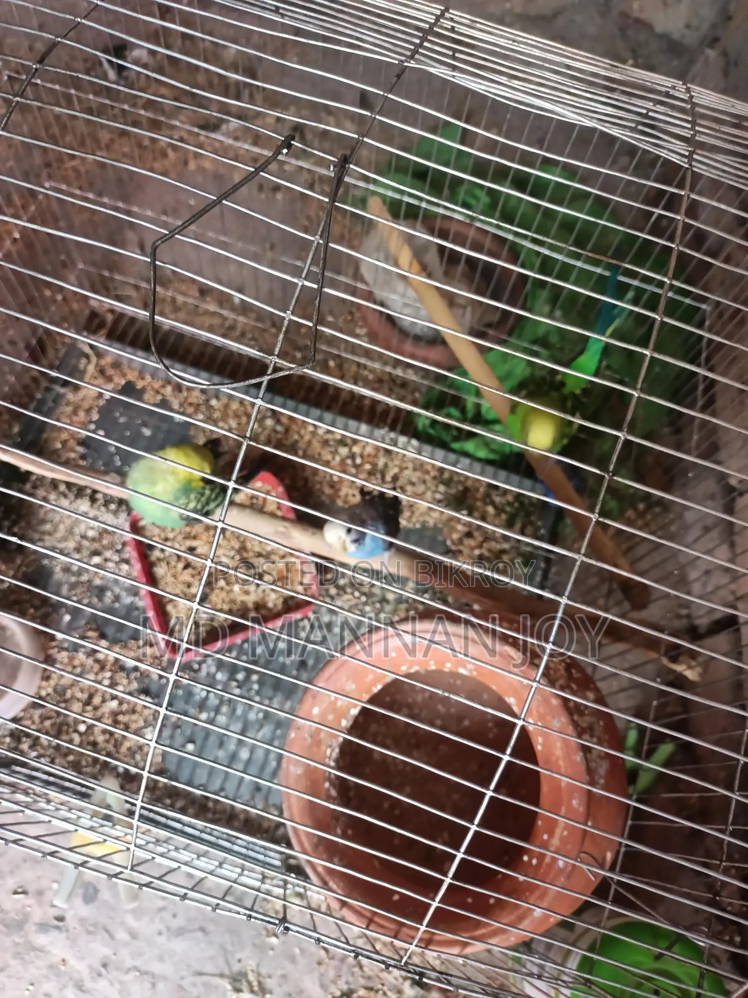 Bird Sale