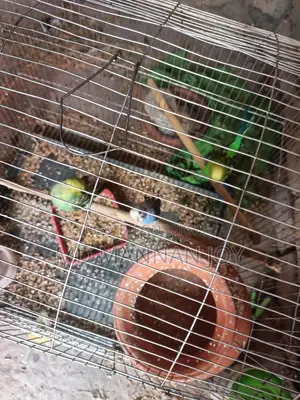 Bird Sale