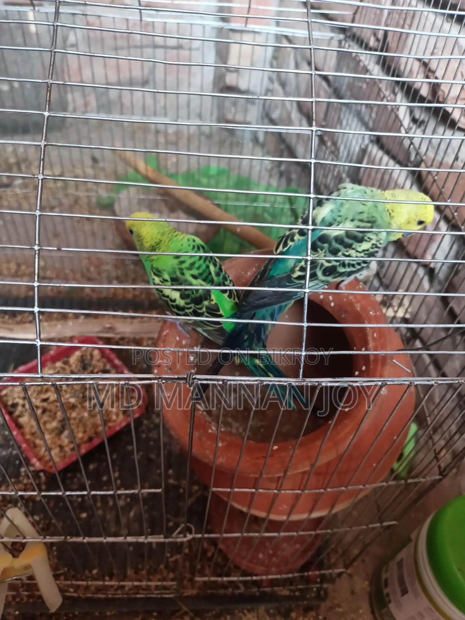 Bird Sale