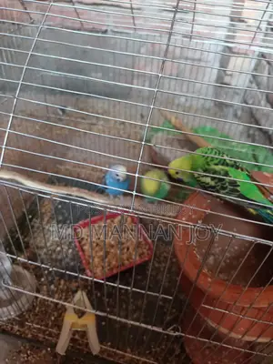 Bird Sale