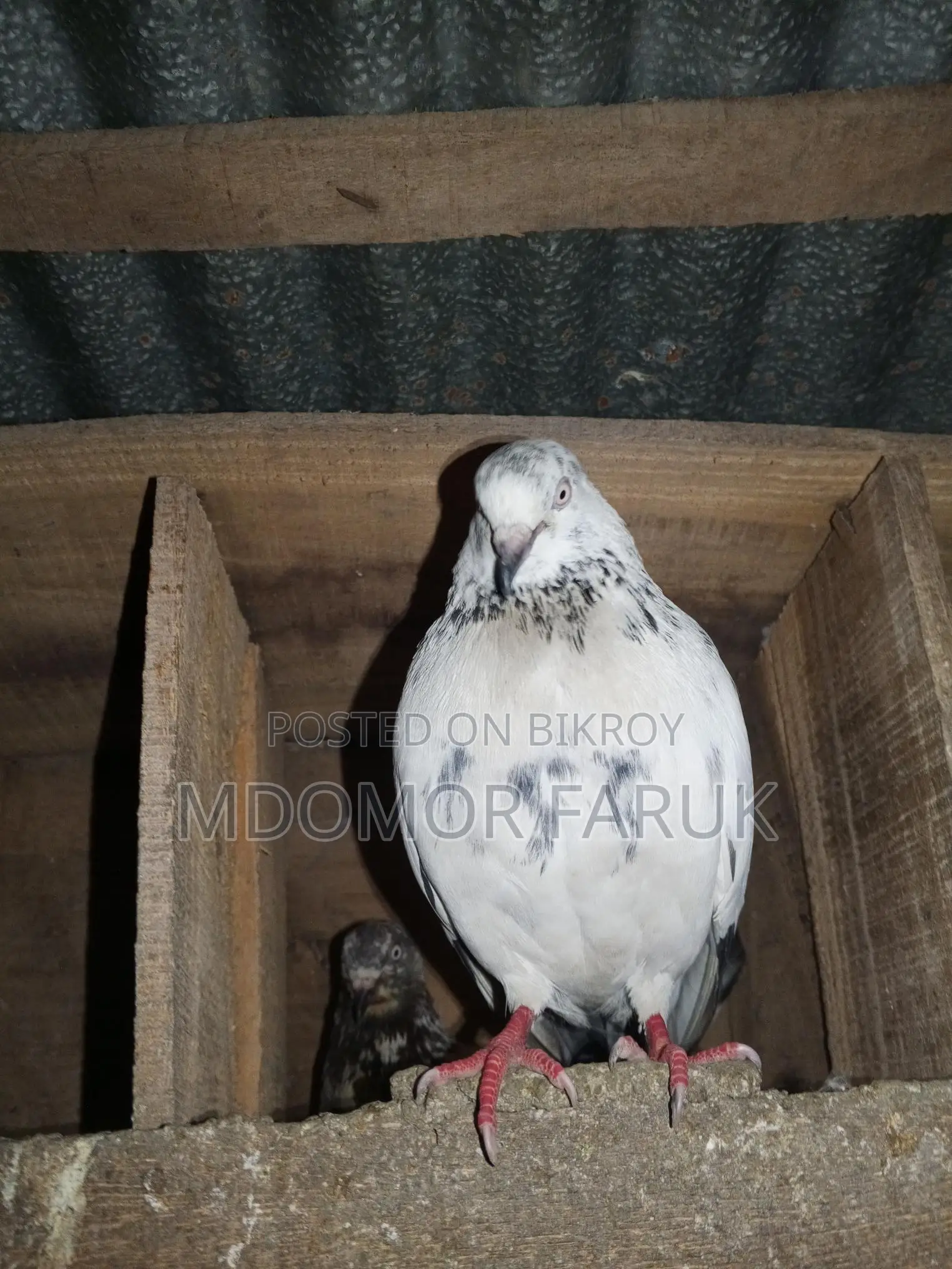 Pigeons