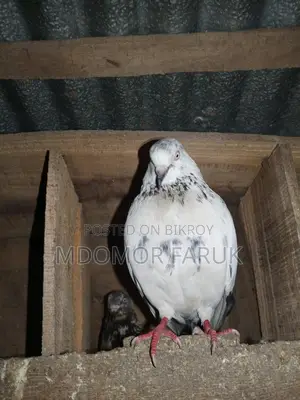 Pigeons