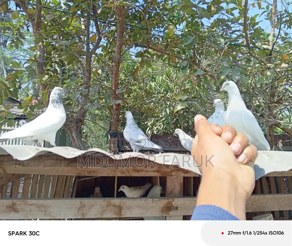 Pigeons