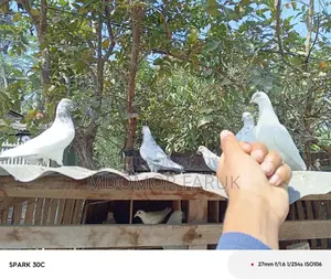 Pigeons
