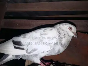 Pigeons