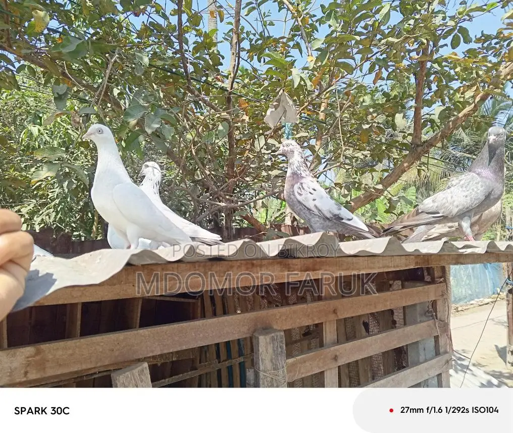 Pigeons