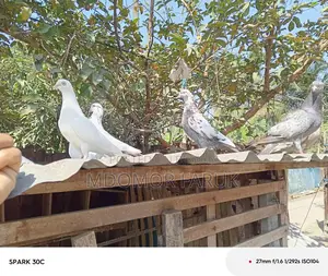 Pigeons