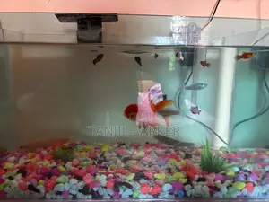 Aquarium with fish, light, and water cleaning machine
