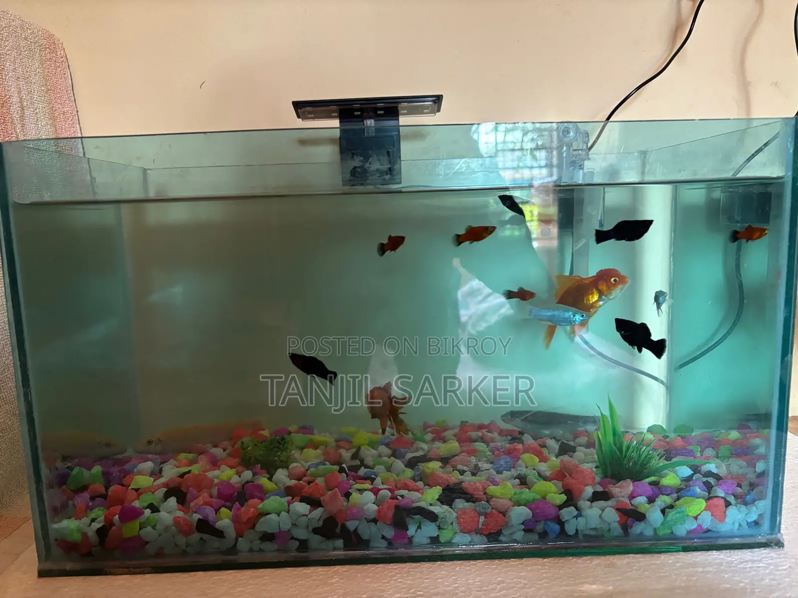 Aquarium with fish, light, and water cleaning machine