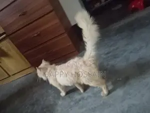 Persian Cat