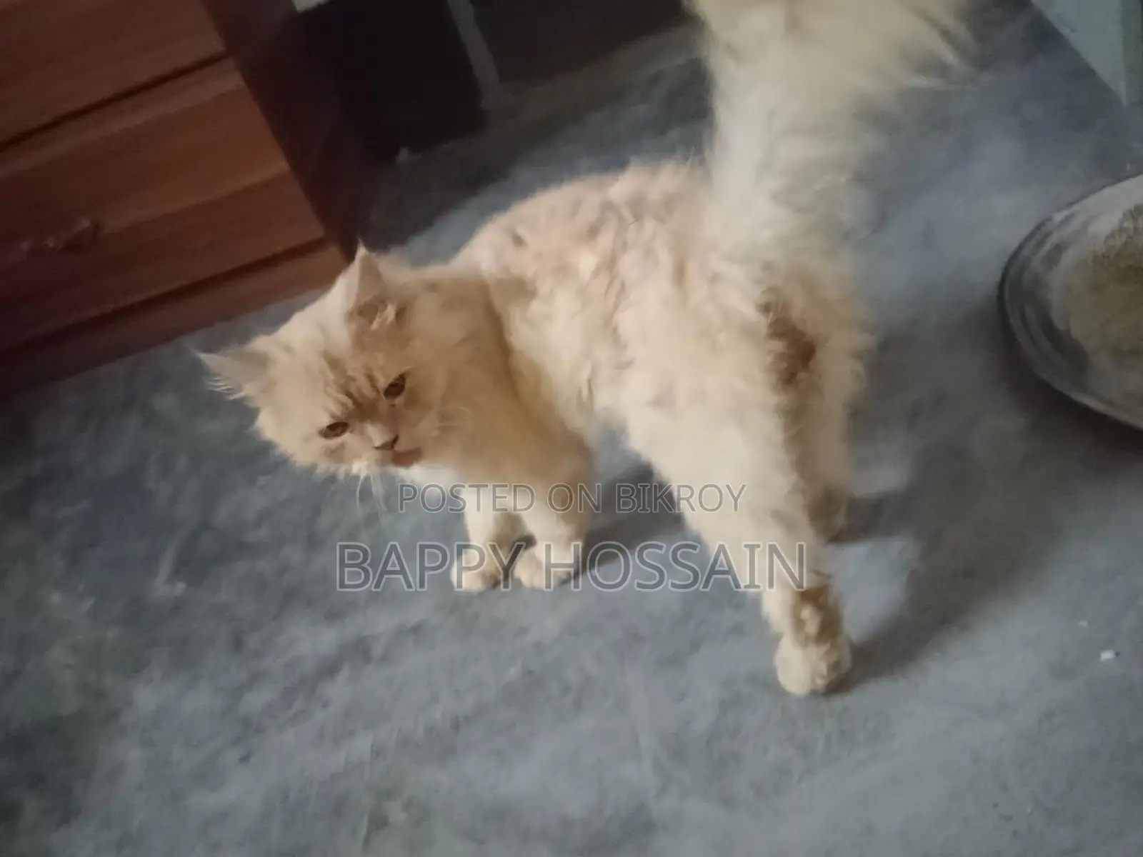 Persian Cat