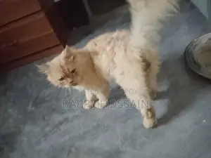 Persian Cat