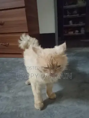 Persian Cat