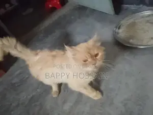 Persian Cat