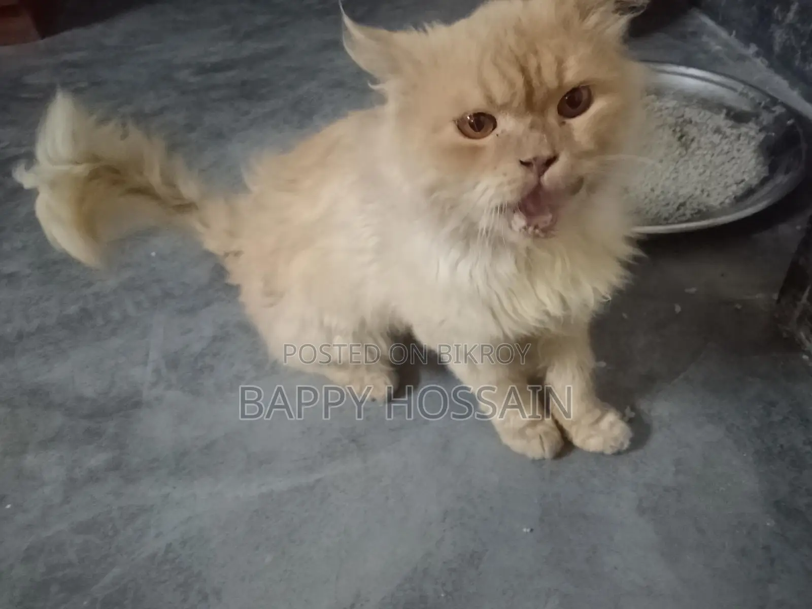 Persian Cat