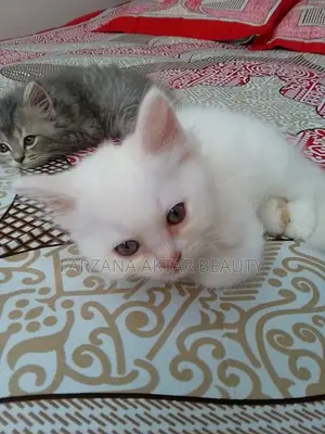 Urgent Sale – Cute Persian Cat in Mirpur Dhaka