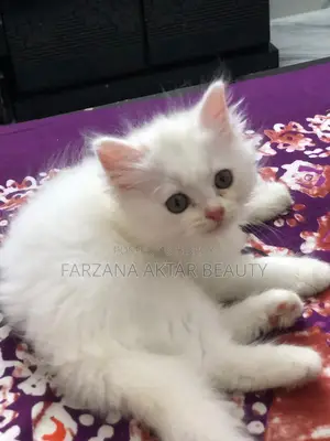 Urgent Sale – Cute Persian Cat in Mirpur Dhaka