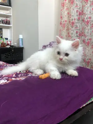 Urgent Sale – Cute Persian Cat in Mirpur Dhaka
