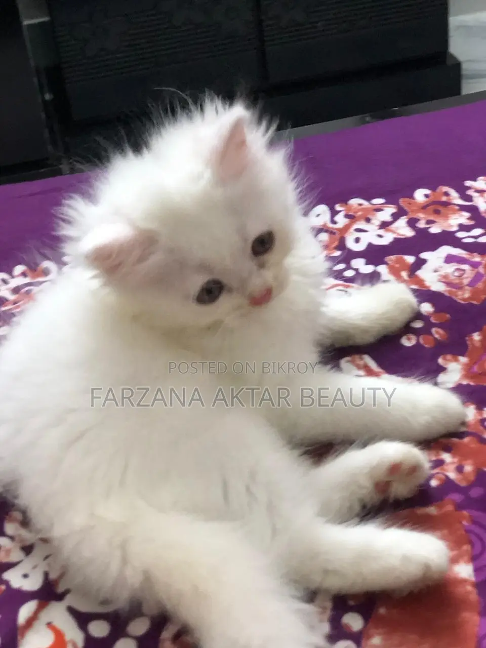 Urgent Sale – Cute Persian Cat in Mirpur Dhaka