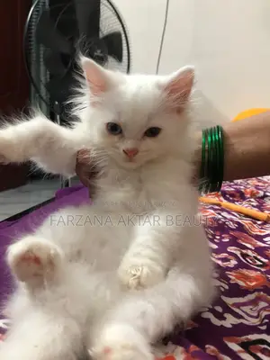 Urgent Sale – Cute Persian Cat in Mirpur Dhaka