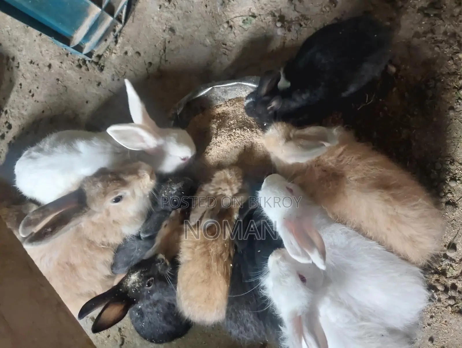 Rabbits for Sale