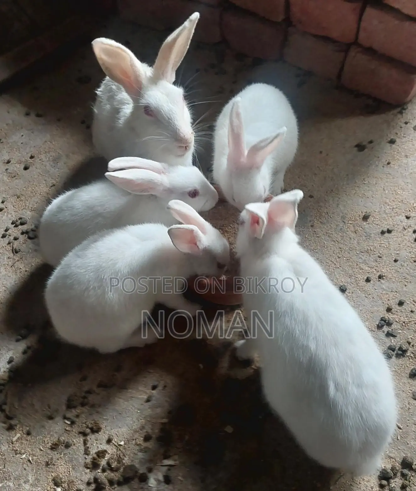 Rabbits for Sale