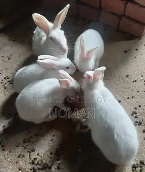 Rabbits for Sale
