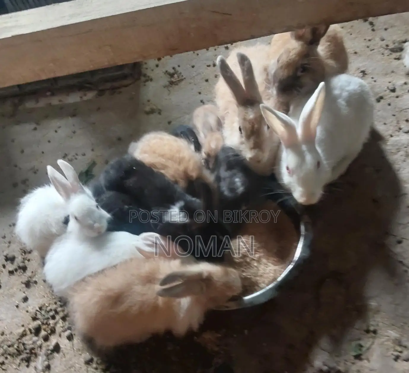 Rabbits for Sale