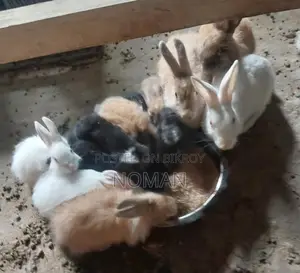 Rabbits for Sale