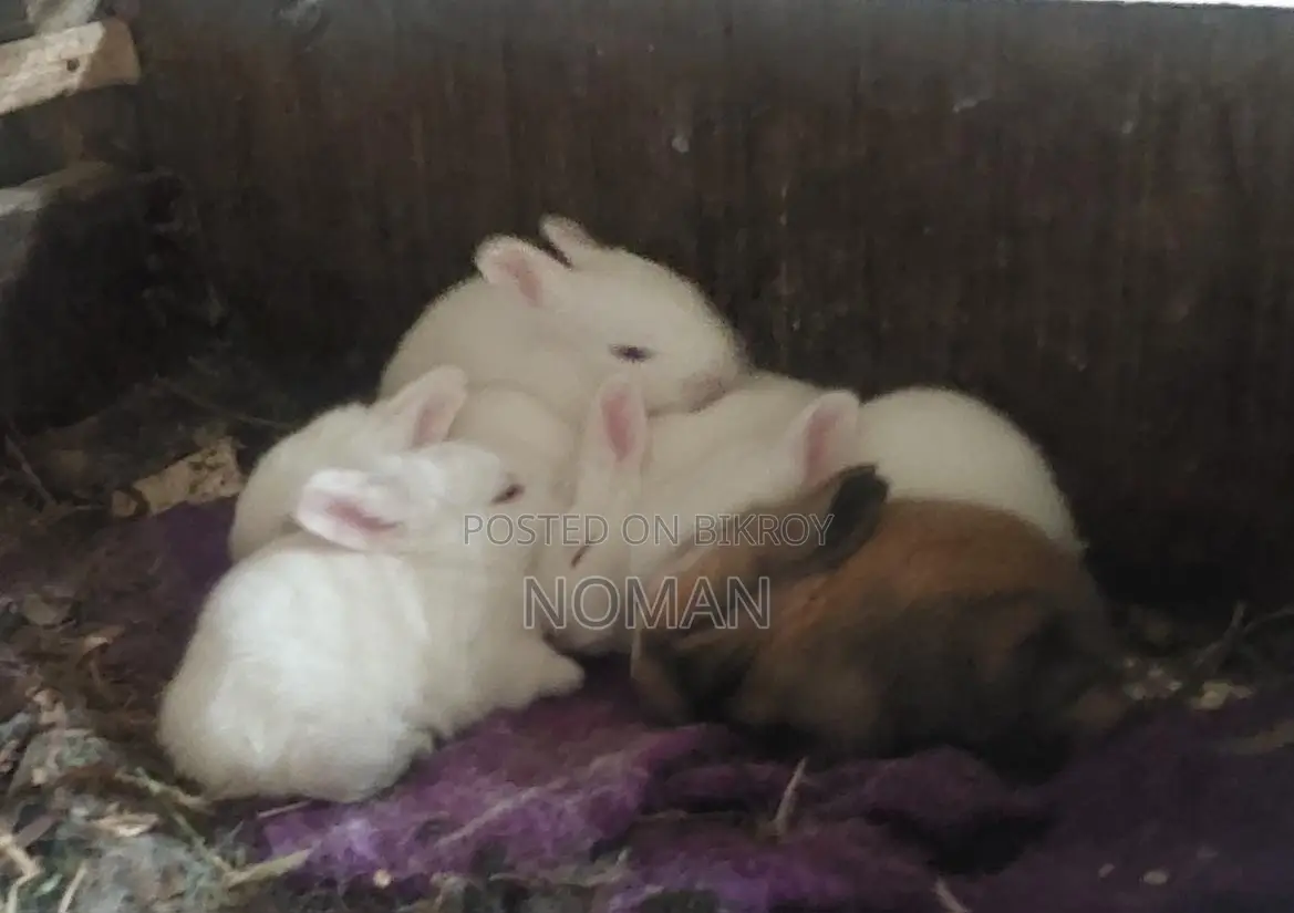 Rabbits for Sale