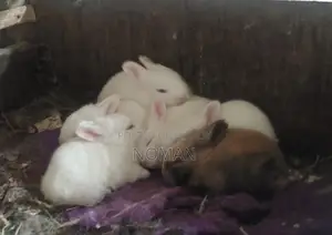 Rabbits for Sale