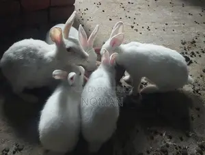 Rabbits for Sale