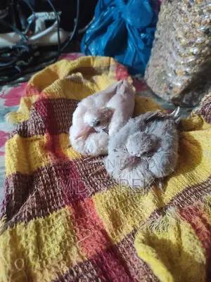 ঘুঘু পাখির বাচচা ২০ দিন বয়স