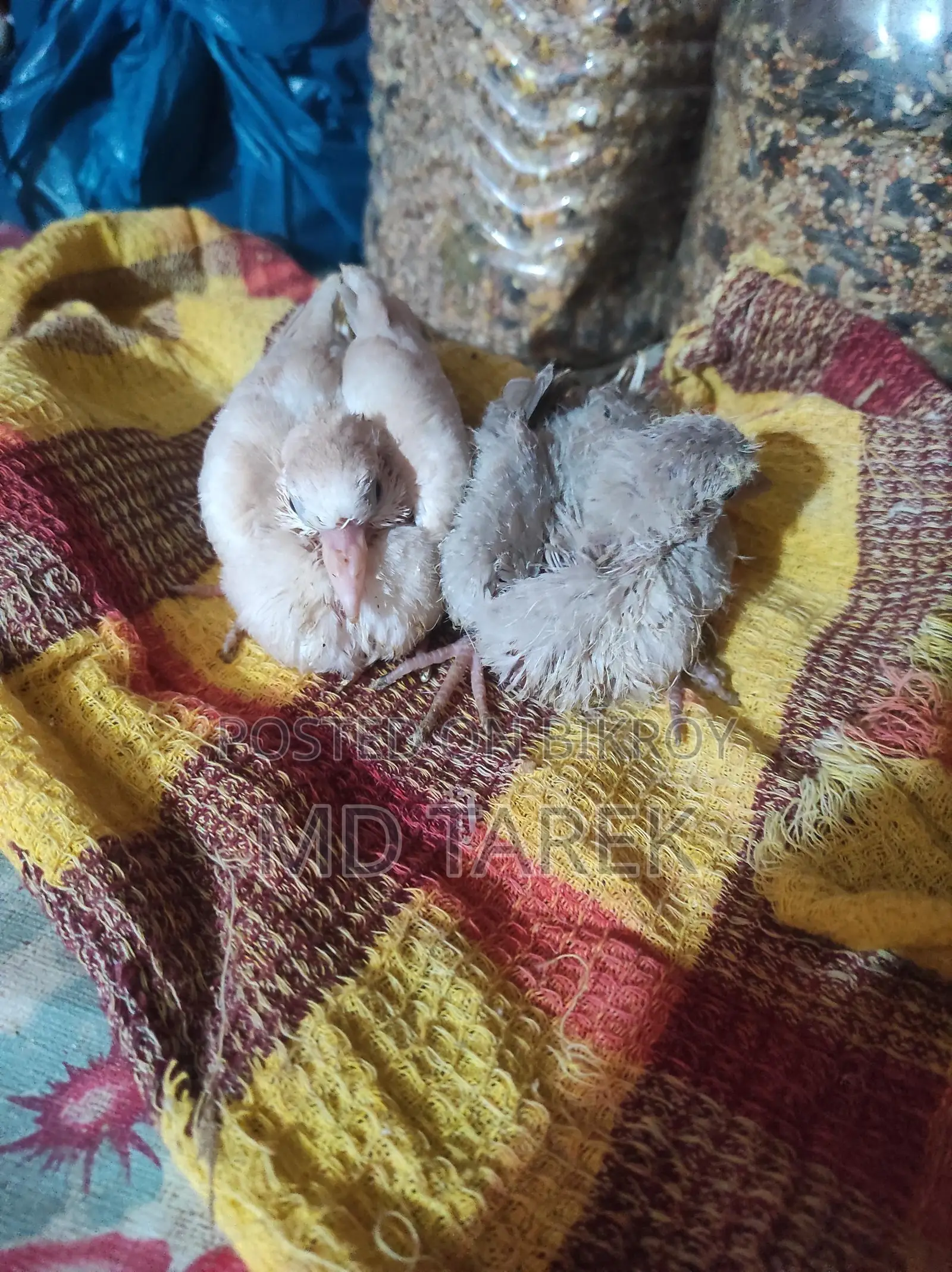 Dove chicks, 20 days old