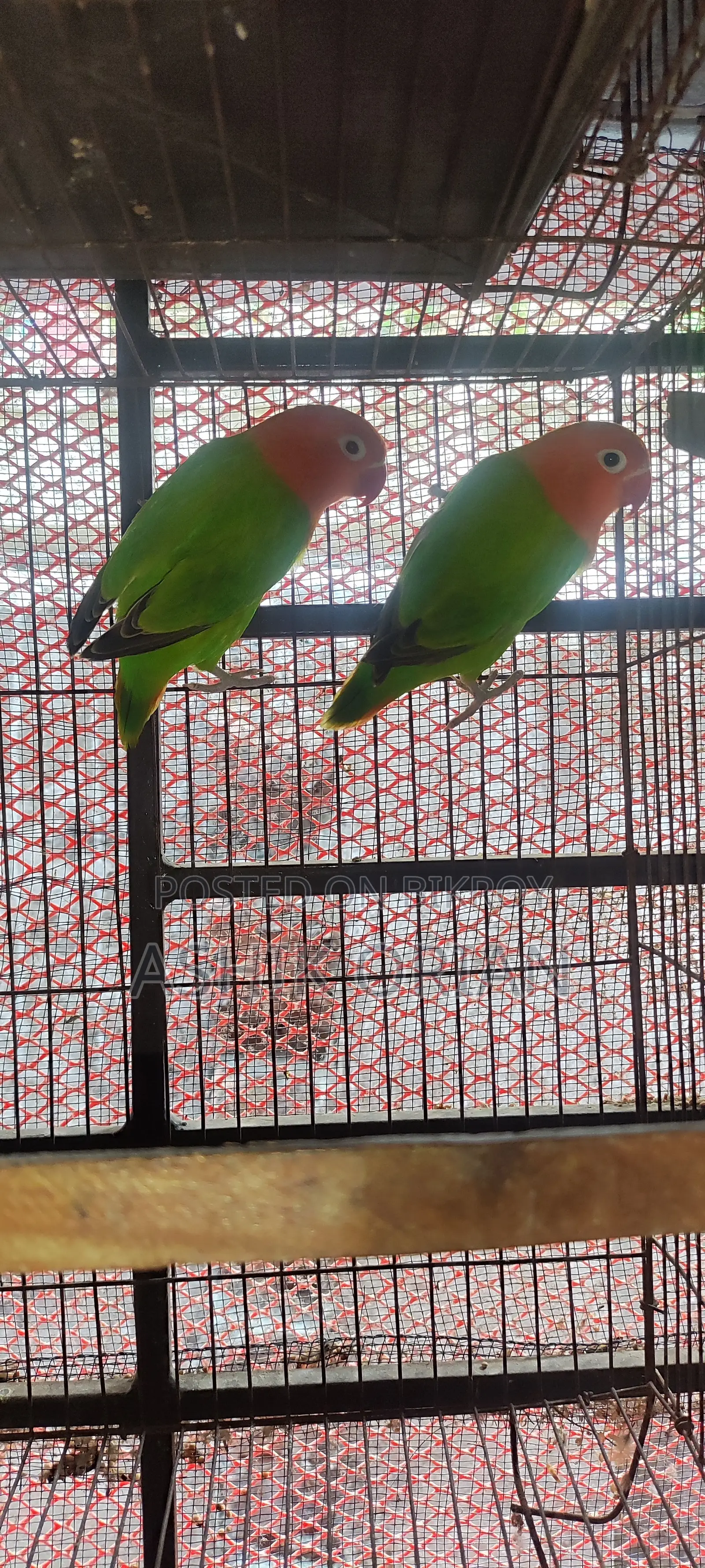 Love Bird